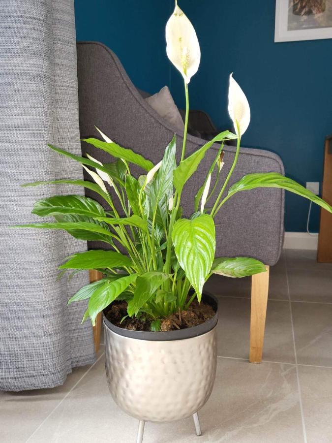 Ross Mill Apartman Belfast Kültér fotó
